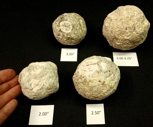 Whole Guaranteed Hollow Colorful Mexican Coconut Choyas Geodes, Mine Direct! - Afbeelding 1 van 10