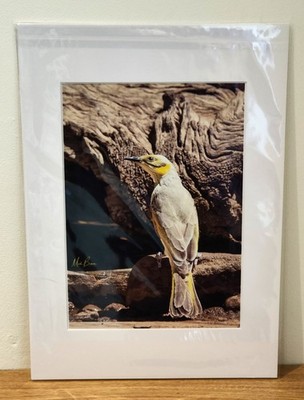 Gelb getönter Honigfresser, Vogel, Australien A4 Druck auf 12 x 16'' Montierung