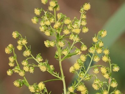 Artemisia annua 100 Samen - Süßwermut / einjährige Beifußkraut Pflanze
