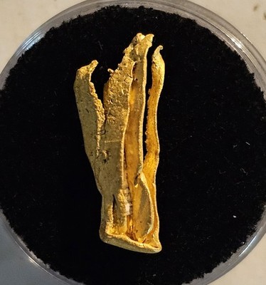 1.822g Absolutely Wild ''Seaweed'' Sonora Mexico Gold Specimen