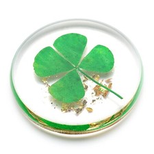 Real Four Leaf Clover, Authentic 4 Leaf Clover Good Luck Charm 1.25 , Idea