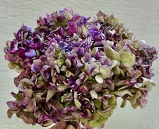 8 Dried Hydrangea Flower Heads Bouquet With Stems Purple Blue- Purple  Green
