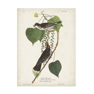 'Tyrant Flycatcher' Canvas Art by John James Audubon 18x24