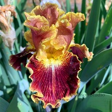 Tall Bearded Iris Rhizome "VOLCANIC GLOW" Keith Keppel 2012 AWARDS!