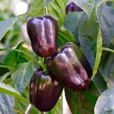 50 PURPLE BELL PEPPER SEEDS NON-GMO FRESH FOR YOUR GARDEN