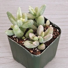 Succulent Plant - Delosperma Echinatum : Pickle Plant Variegated - In 2" Pot