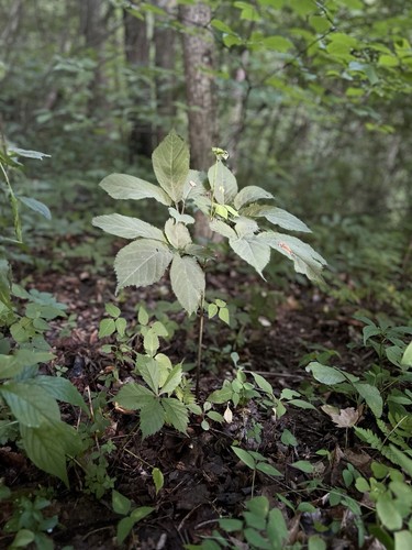 Wild Simulated America Ginseng Rootlets Ginseng Planting Stock 3 Year 5+ Bonus