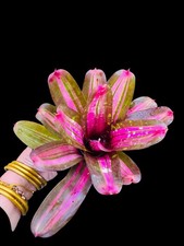 Neoregelia  Carnavalia    Registered Tricolor Hybrid Bromeliad Plant