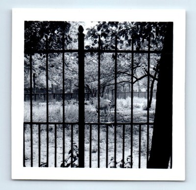 Old Vintage Square Photo ANIMALS BEHIND FENCE ZOO EXHIBIT SNAPSHOT PHOTOGRAPH