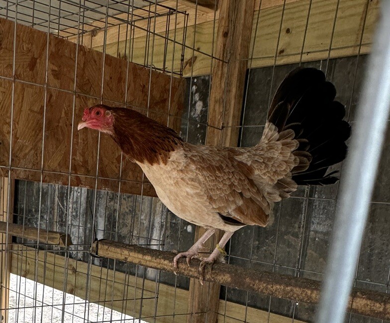 🔥Pure Johnny Jumper Kelso Hatching Eggs🔥 eBay