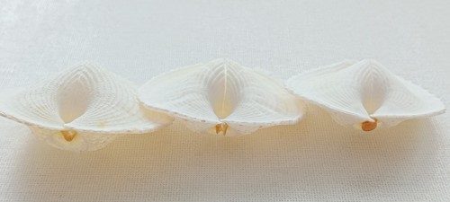 White Large Heart Exotic Rare Sea Shell for Curiosity Cabinet Creative Projects - Picture 7 of 10