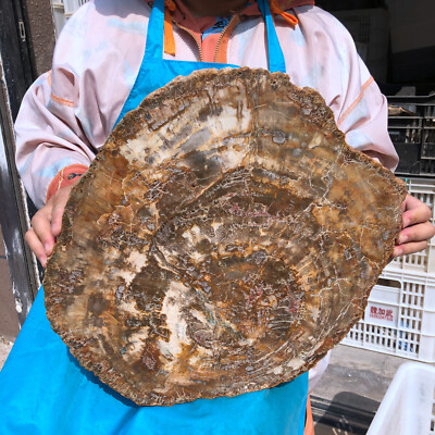 22.66LB Natural Petrified Wood Fossil slab Crystal mineral Slice reiki Healing