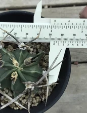 Astrophytum Capricorne Buffalo Suigyu cactus Plant seedgrowth 5-6cm