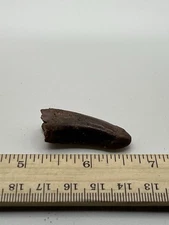 Tyrannosaurus T REX 1.5” African Carcharodontosaurus REAL FOSSIL SC 46