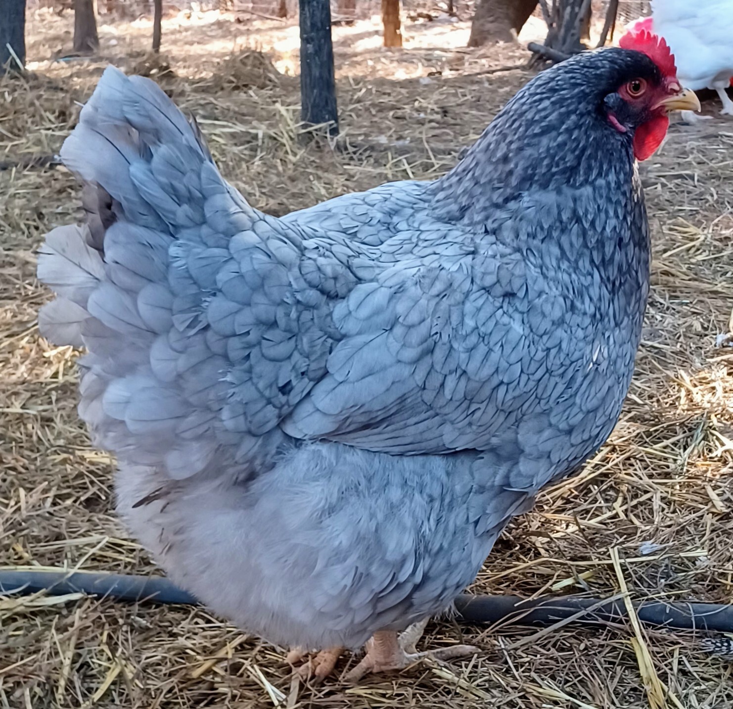 12 Jersey Giant, Brahma, German Kuhnhenn Bielefelder, Cross Hatching