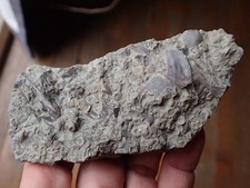 Crinoid Fossil Hash Plate KY Prep Practice Specimen Display Marine Antique HP12