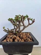 Portulacaria Afra Defoliated   Rough Bark  Elephant Bush Pre Bonsai Plant