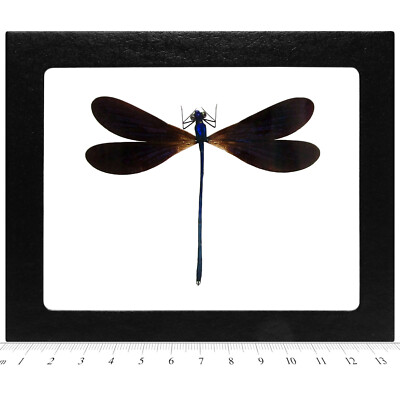 Vestalis luctuosa REAL FRAMED BLUE BLACK DRAGONFLY DAMSELFLY INDONESIA