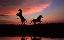 Anime Horse Sunset Reflection Animals Sky  Gaming Mat Desk 15058