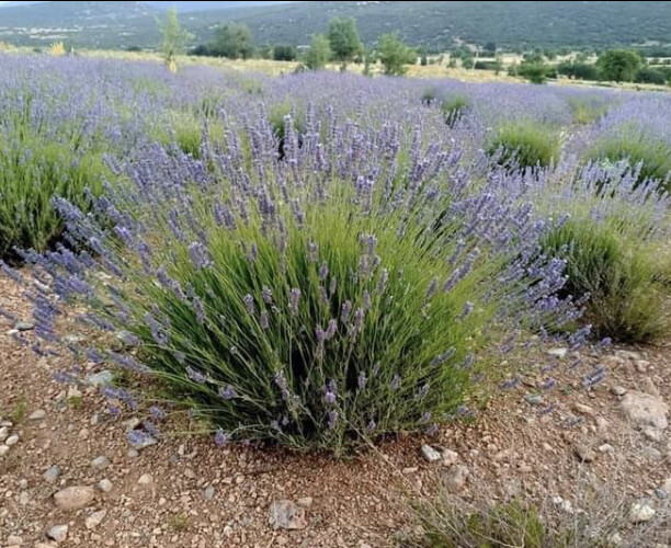 100 English Lavender Seeds *Inc Free Seeds Offer* eBay