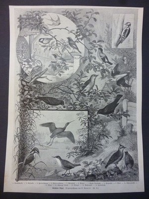 Orig. Holzstich: Geächtete Vögel. Originalzeichnung von E. Schmidt.