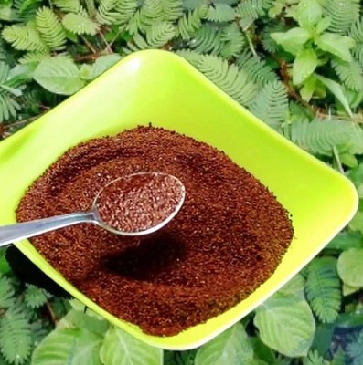 Mimosa Pudica Seed Powder Wholesale Lot Lajwanti Churna Free Shipping