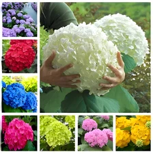 25PCS HYDRANGEA SEEDS Garden Plant Flower rare exotic USA seller FREE shipping