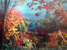 Forest Autumn Emdur Vari-Vue Large 12x16  Lenticular 3-D Picture NEW Great 3-D!