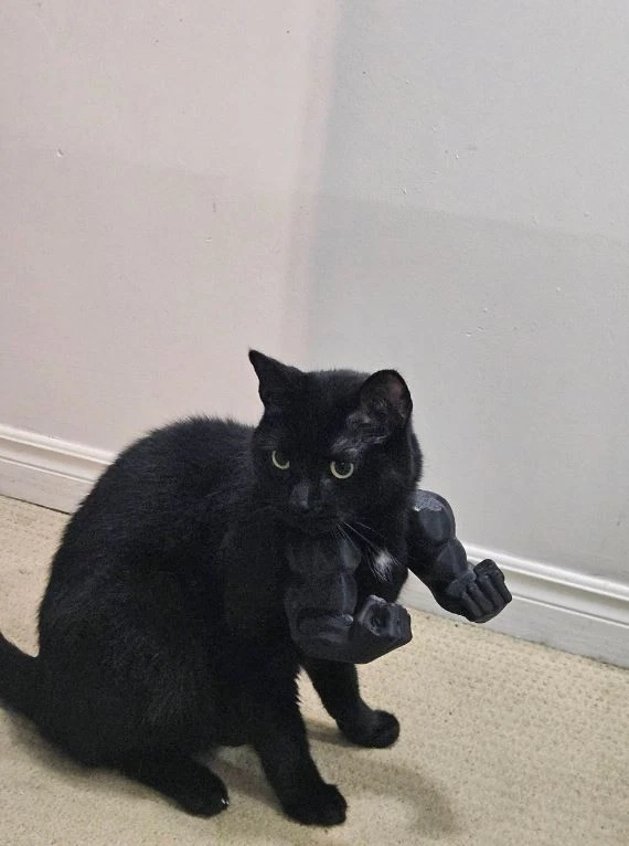 Brazos de Hulk para Gato - Divertido Accesorio para Disfraz de Mascota, Músculos Foto 3 de 4