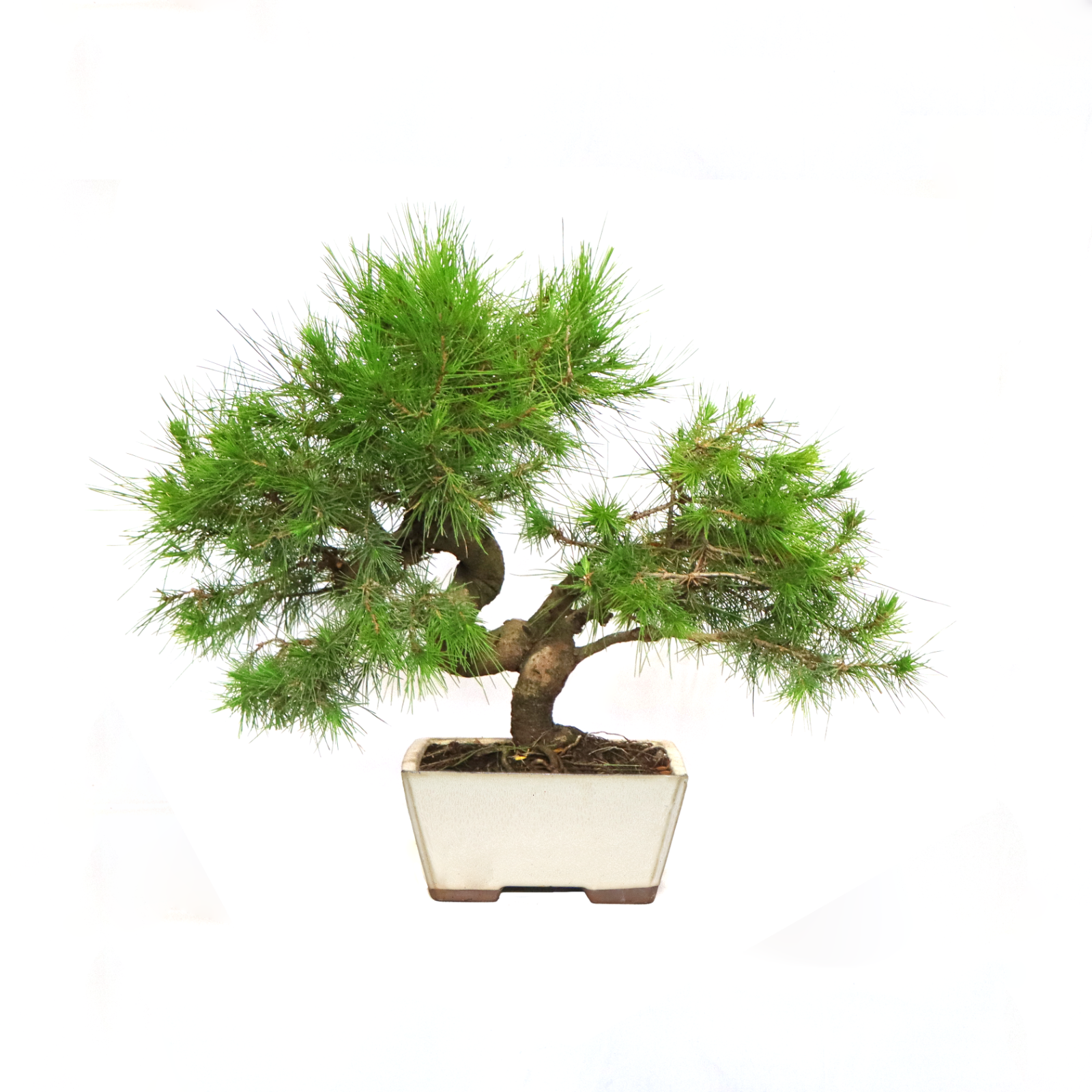 KENTIS - Bonsai Pino di Aleppo - Bonsai Pinus Halepensis- H 35-45 cm Ø 18