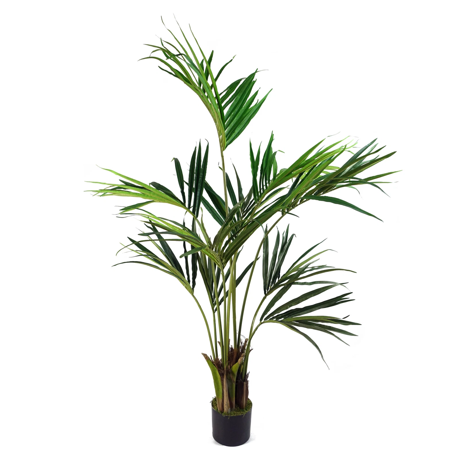 150cm Kentia Palm - 40537