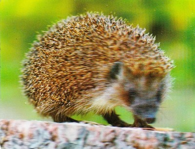 xxl - 3 -D - Magnet: Igel - Hedgehog - Hérrisson