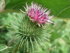 Burdock Arctium lappa - 50 Seeds