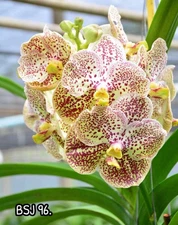 V. Kulwadee fraggrance X V. Jaoprya sapphire   BS￼Vanda Orchids