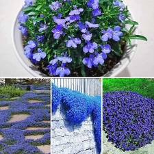 Blue Creeping Thyme Seeds - 250+ Seeds - Amazing Ground Cover, Like an Aromatic 