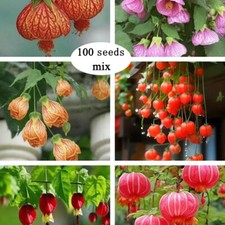 CHINESE LANTERN Seeds FREE Shipping  100 Abutilon x hybridum Shrub Tree Seeds