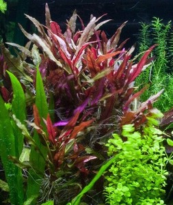 *BUY 2 Get 1 FREE* Pink Telanthera Fish Tank Plants ...