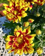 Chrysanthemum IN BUD/FLOWER Plant,Yellow/Orange/Red,12cm Pot, Bright & Beautiful