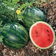 50 Mini Love Watermelon Seeds for Garden Planting - USA - FREE SHIPPING