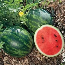 50+ Mini Love Watermelon Seeds for Garden Planting - USA - FREE SHIPPING!