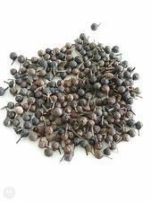 CUBEB PEPPER BERRIES WHOLE INDONESIA 1 OZ - 16 OZ RESEALABLE BAG