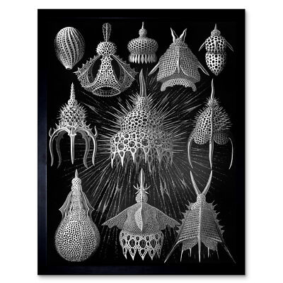 Haeckel Plate 31 Marine Plankton Framed Wall Art Print 9X7