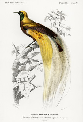Greater Bird-Of-Paradise (Paradisaea Apoda) - Bird Illustration