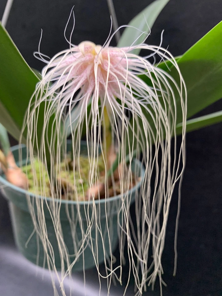 RARE Specimen BULBOPHYLLUM MEDUSAE MIAMI HCC/AOS 6”  BEAUTIFUL SPOTTED FLOWERS - Image 4 of 4