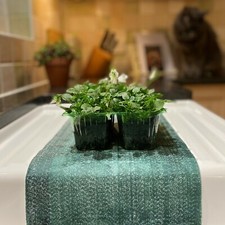 5m x 53cm Capillary Matting Fabric Watering Mat Greenhouse Hydroponic Plant