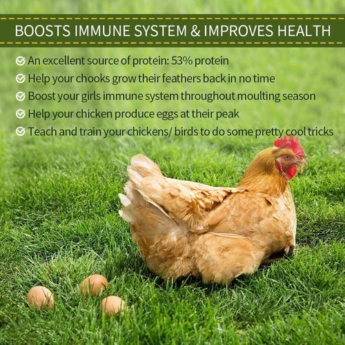 11LBS-44LBS Bulk Dried Mealworms for Wild Blue Birds Hen Reptile Treats Non-GMO - Picture 2 of 11