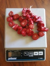 antique red coral necklace