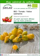 SAFLAX - BIO - Tomate - Yellow submarine - 10 graines - Avec substrat - Solanum