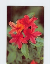 Postcard Flame Azalea Great Smoky Mountains Nat'l Park Tennessee-North Carolina