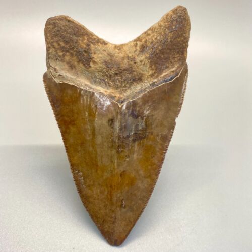 Bunte ausgezeichnete Qualität gezahnt 4,82" fossil MEGALODON Haifischzahn - USA - Bild 7 von 7